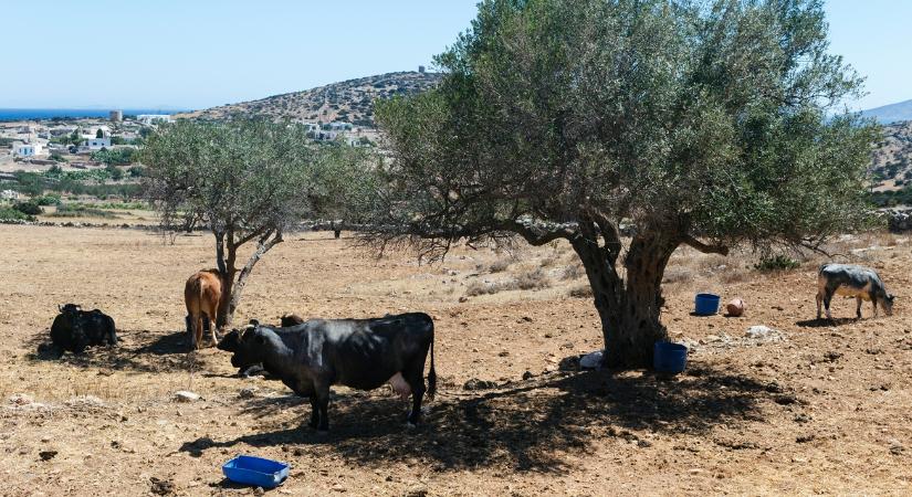 Már 22 gazdaságban ölik az állatokat, és nincs vége