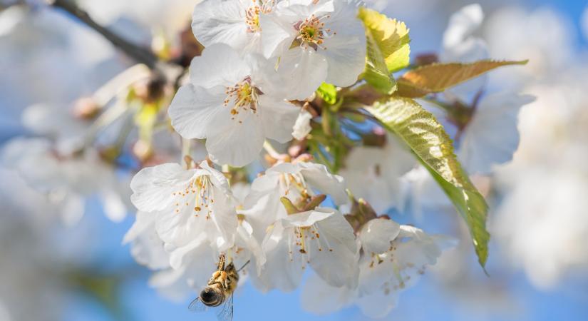 Nem mindenütt végeztek a mínuszok a gyümölcsfákkal