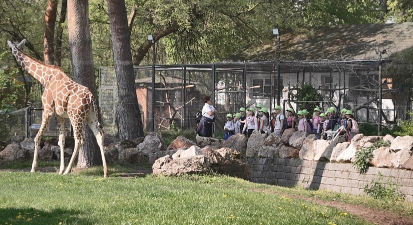 Állati jó tanóra: közel 500 diák tanult a felelős állattartásról a debreceni állatkertben