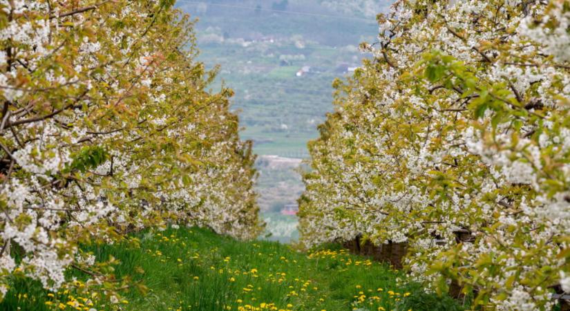 Cseresznyevirágzás Kolozsváron