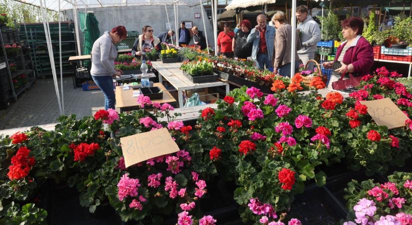 A görög eper 2200 volt a piacon, a magyart még aranyárban mérték, mégis elkapkodták