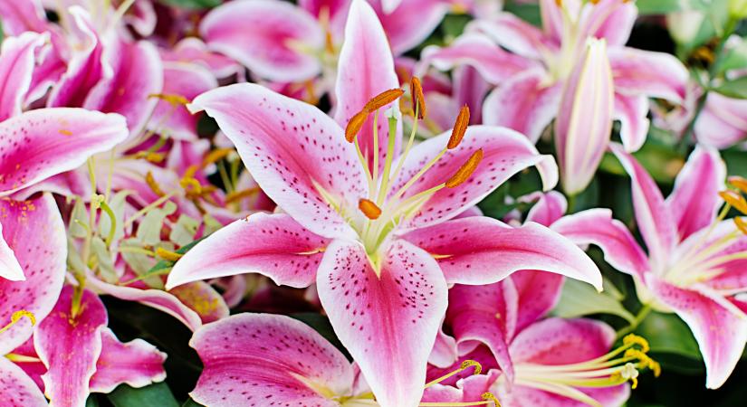 Gyönyörű lesz egész nyáron! Így nevelj liliomot cserépben