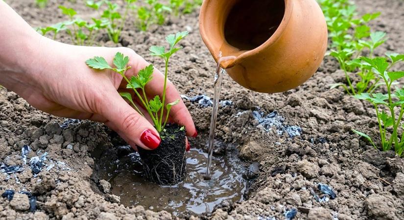 Ezért nem kel ki a petrezselyem, a legtöbb magyar ezt a hibát véti el vetéskor!