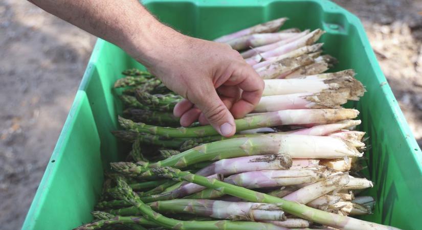Kilőtt a spárga iránti kereslet, de a gazdák öröme nem felhőtlen