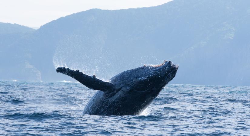 Csodás természetfilmeket nézhetünk a Disney-on és a Nat Geo-n