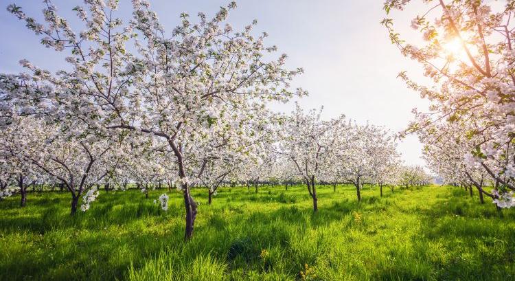 Ekkortól enyhülhet a fagyveszély