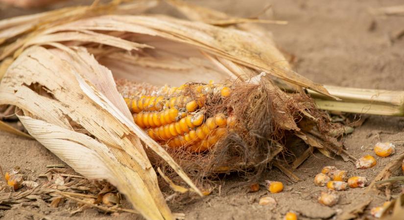 Kiszárad a profit: Ha nem váltunk, a magyar agrárium szerkezeti válsága maga alá temet minket