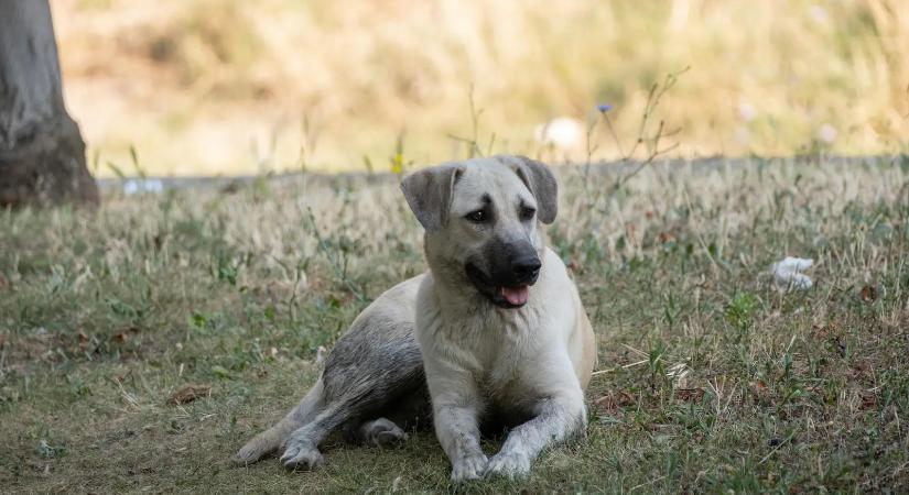 Ha a kutyád így „meghajol”, az sokkal többet jelent, mint gondolnád – ezt kevesen tudják!