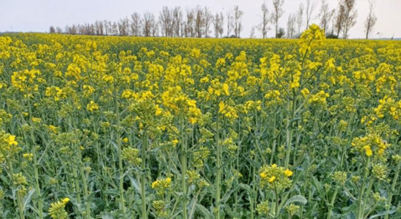 Fagy után aszály: mi vár a repcére és a búzára a következő 8 napban?