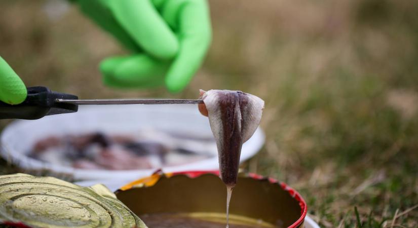 A világ legbüdösebb étele Magyarországon is elérhető: egyre többen kóstolják meg