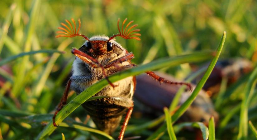 Csak versben kedves, valójában hatalmas károkat okoz a kertben