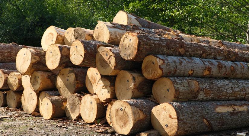 Vihar előtti csend a fapiacon