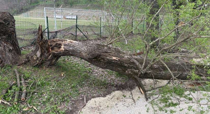 Veszélyesen megdőlt egy fa tokodon, tűzoltók avatkoztak be
