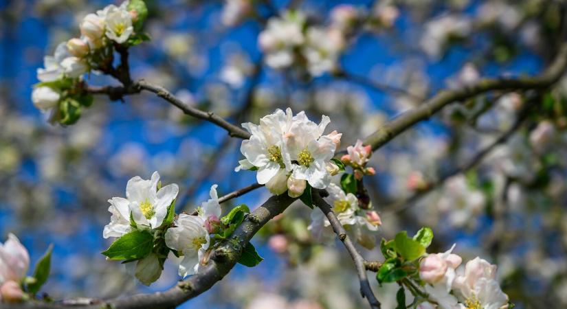Agrometeorológia: sokfelé okoztak súlyos károkat a gyümölcsösökben a fagyok