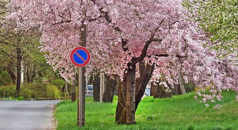 Vajon esernyő kell majd Szegeden? Mutatjuk a részleteket