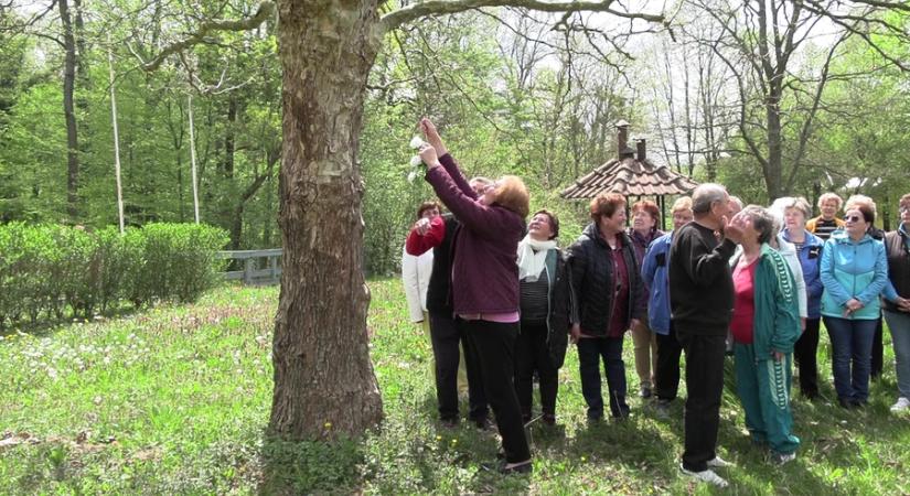 Platánfát koszorúztak a nyugdíjasok a Csónakázó-tónál