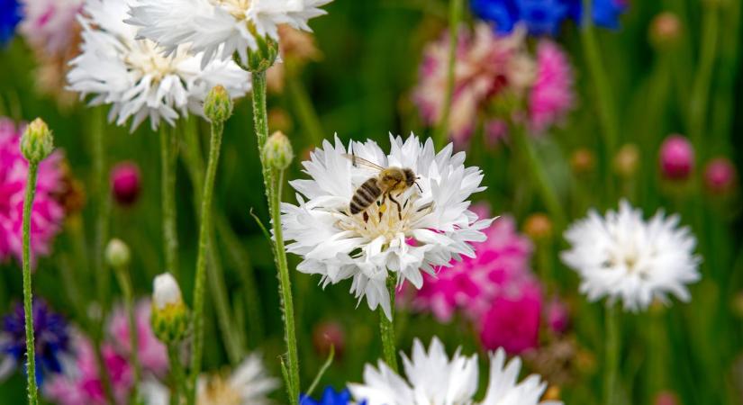 Irány a szabadba! Mutatjuk, hogyan alakul a holnapi időjárás