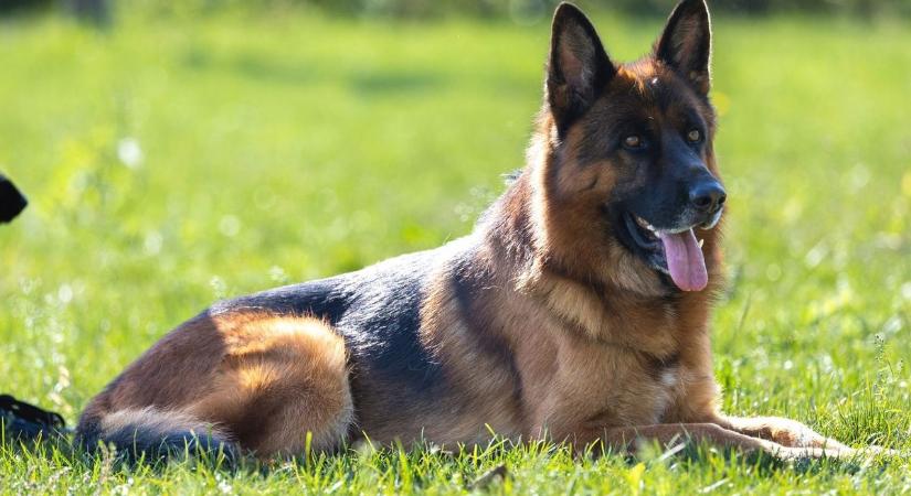 Hétvégén ismét oltják a kutyákat: kedvezményesen elvégeztethető a chip beültetése is