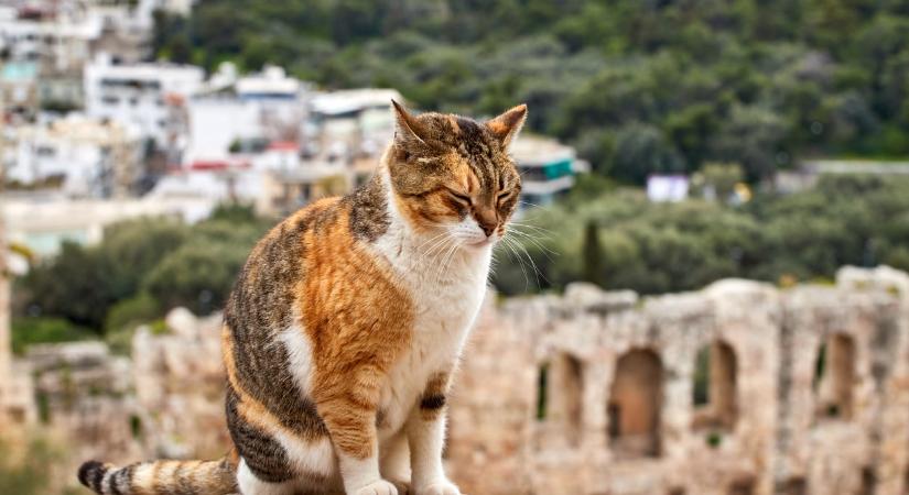 Ezekbe a városokba utazz el idén, ha imádod a macskákat