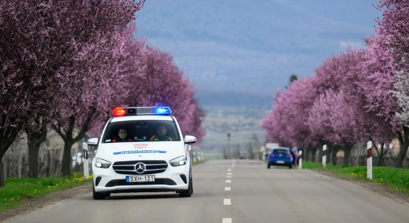 Négy éve egy fához kikötve találta a gazdája azt a kutyát, amely most megmentette az életét