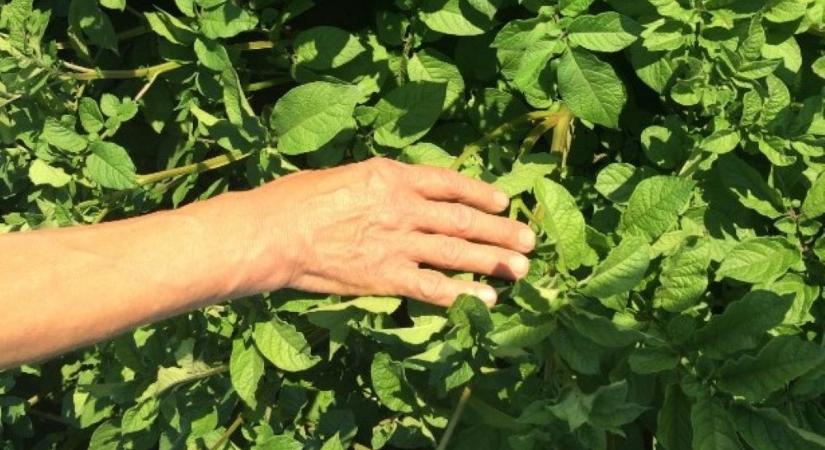 Burgonya műtrágyázási technológiák Genezis termékekkel