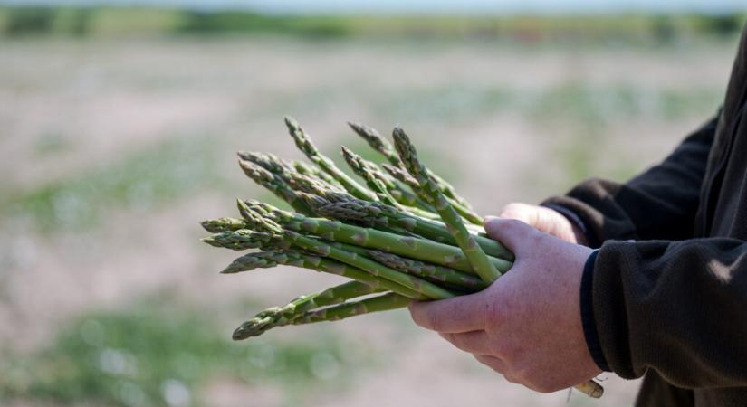 Itthon is egyre keresettebb a magyar spárga