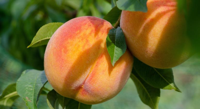 Késve rajtol, de biztató kilátásokkal indul a spanyol őszibarack szezon