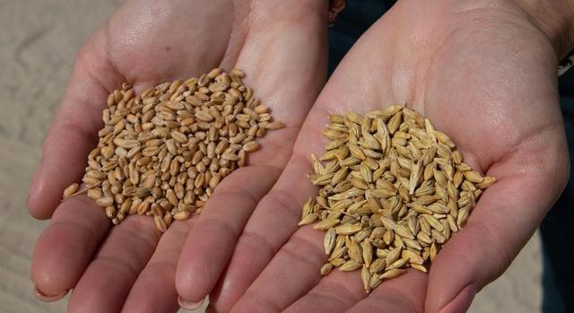 Tényleg egészségesebbek az ősi gabonafélék a modern fajtáknál?