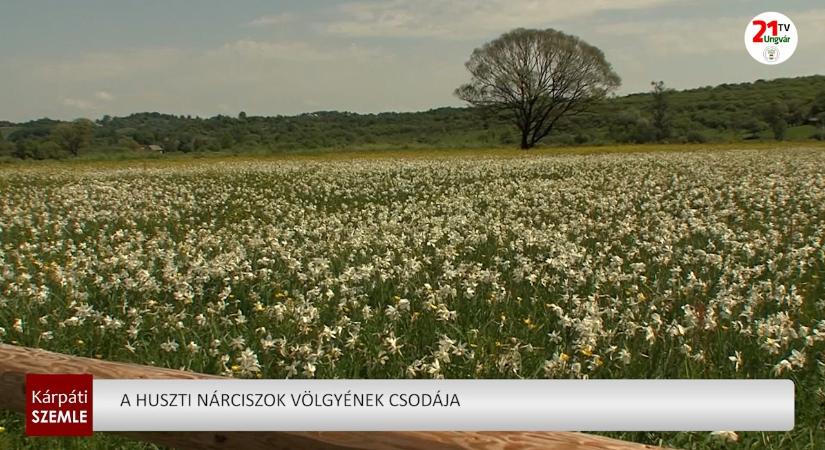 A huszti Nárciszok völgyének csodája (videó)