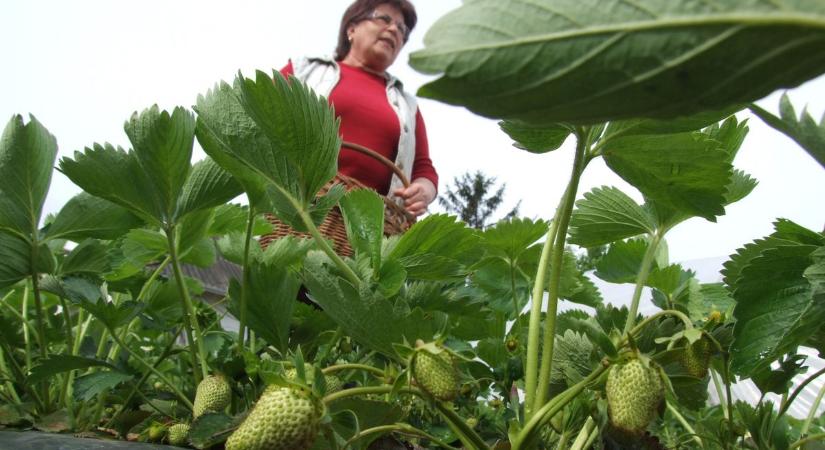 Elvitte a fagy a reményt: súlyos károk a Homokhátság gyümölcsöseiben