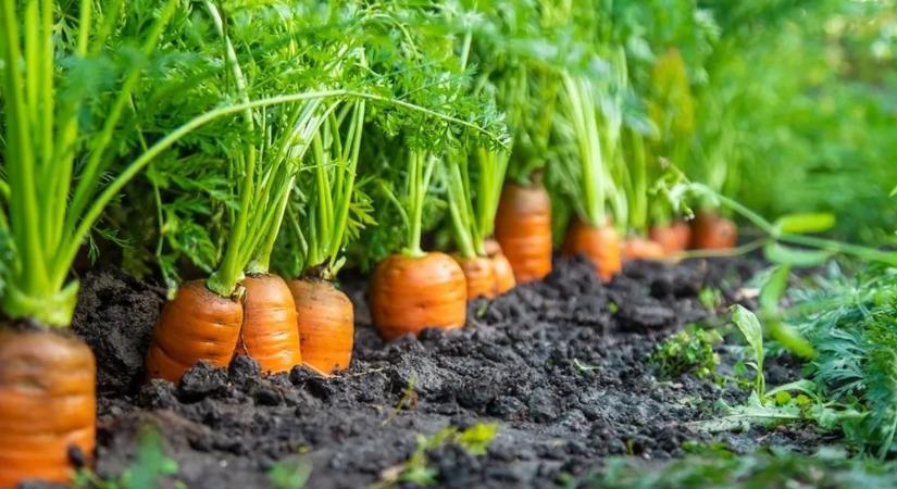 Emiatt a vetési hiba miatt marad apró és cérnavékony a sárgarépa