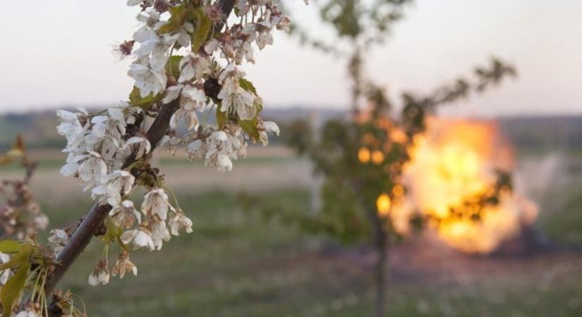 Óriási kárt okoztak a szabolcsi gyümölcsösökben a tavaszi fagyok