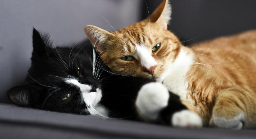 Szívügyek új lapon: hétvégi szerelmi horoszkóp