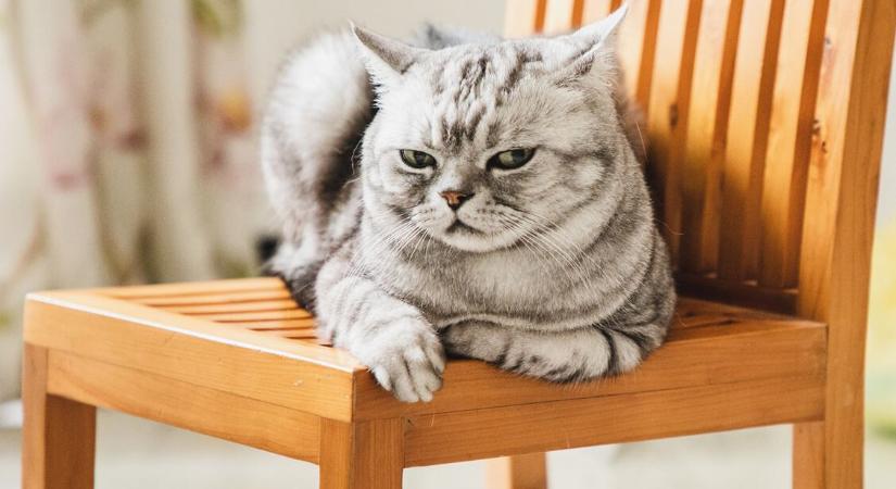 A macskád nem utál – 6 viselkedés, amit a cicáknál szinte mindenki félreért