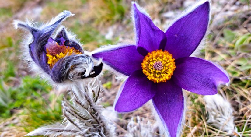 Védett növényeink: a tátogó kökörcsin