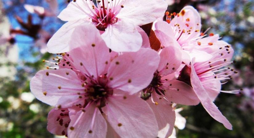 Ragyogó tavaszi idővel indul a hétvége