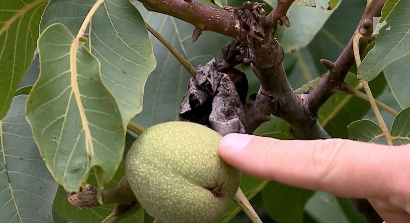 Egy emberként mozdul meg a Gerecse kis faluja, ilyen büszkeség nem akad akárhol