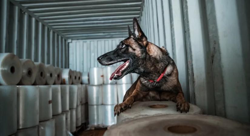 Nyugdíjba vonul Tico, a drogkereső kutya