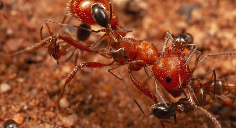 Egymást gondozhatják két hangyafaj tagjai