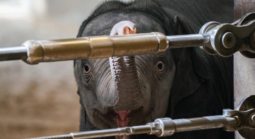 Ellökte magától anyja az elefántbébit, máris talált magának új anyukát az állatkertben