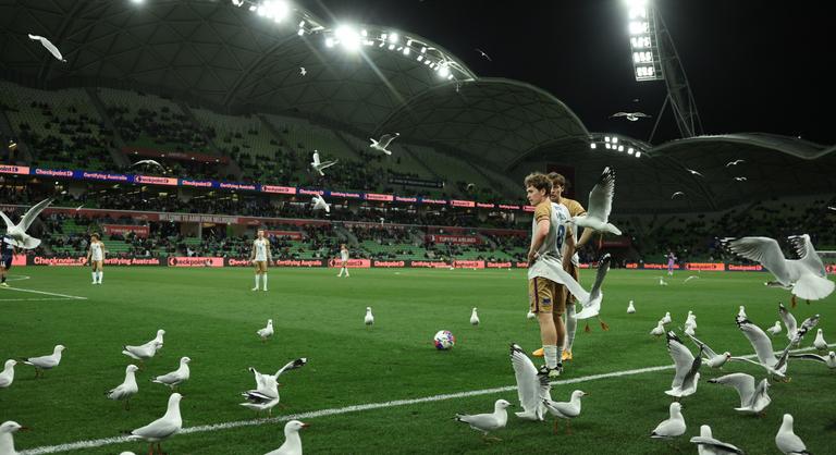 Horrorfilmbe illő jelenetek, elképesztő madárinvázió a futballmeccsen