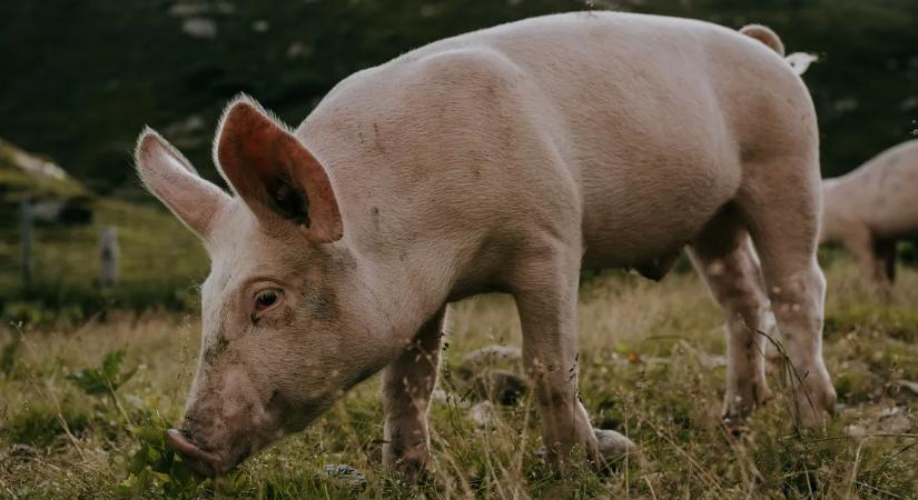 Hihetetlen: brutális összeget keresett egy 13 éves fiú egy malaccal