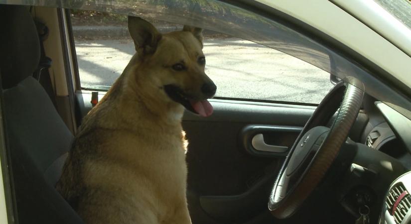 Villogó fénnyel hívott segítséget egy kutya: rendőrök mentettek meg egy soproni férfit