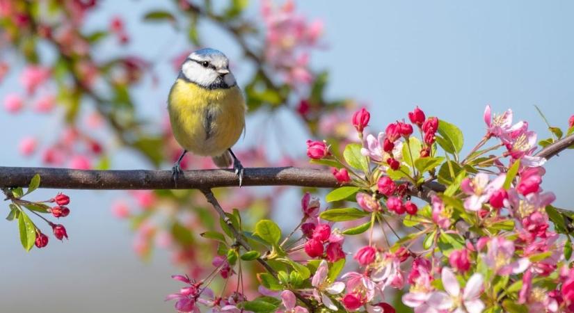 Nyugodt, tavaszias idő várható Tolna megyében szombaton
