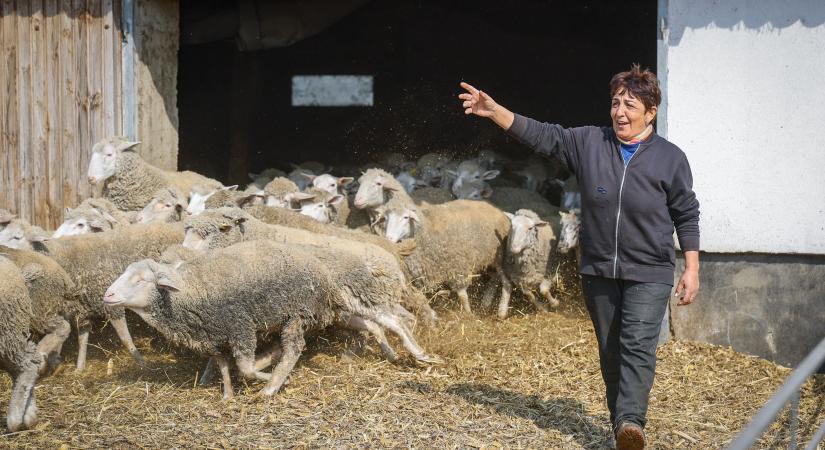 Horváth Róza és a hortobágyi 365 munkanap zenéje