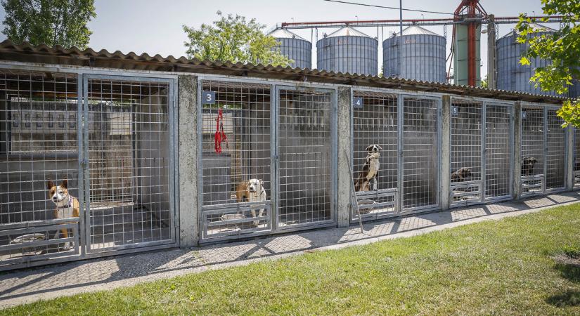 Nyílt nap a Gyepin: ismerjétek meg közelebbről a működésüket!