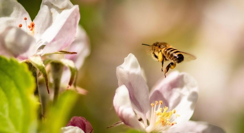 Tavaszi fagykárok esetén szükséges teendőkre hívta fel a figyelmet az Agrárminisztérium
