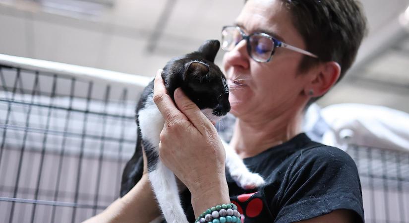 Eledelgyűjtést szerveznek Győrben a mentett cicákért