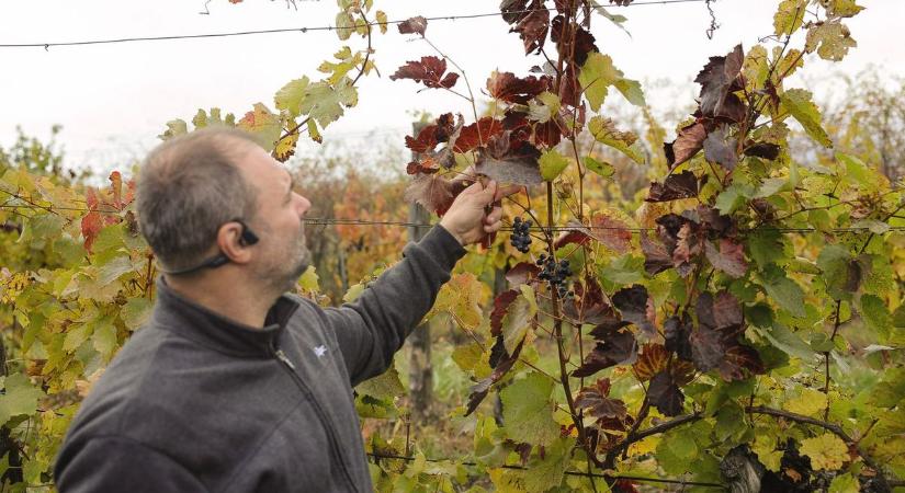 A metszéstől is függ, mennyi szőlőkabóca telel át