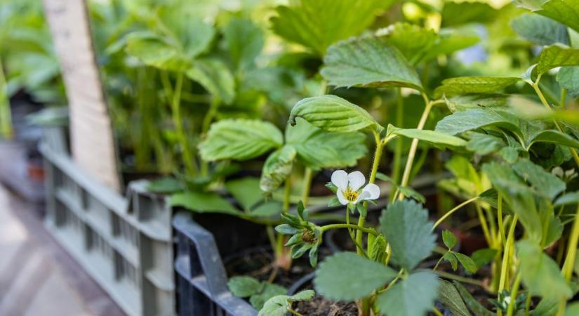 Mindenki a palántákat keresi - ennyibe kerülnek most a tatabányai piacon